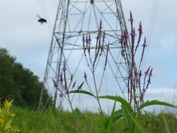 By slowing down and taking a closer look, you will you notice all the great habitat that you are creating. By slowing down and taking a closer look, you will you notice all the great habitat that you are creating.
