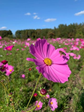 A honeybee visits a cosmos flower in Eastern North Carolina on a ROW.