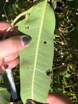 Monarch oviposition and herbivory were documented for plants when eggs either were laid singly or when multiple eggs were found.