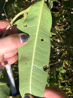 Monarch oviposition and herbivory were documented for plants when eggs either were laid singly or when multiple eggs were found. Monarch oviposition and herbivory were documented for plants when eggs either were laid singly or when multiple eggs were found.