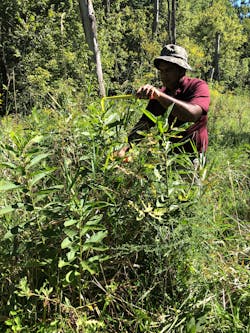 Measuring the milkweed. Measuring the milkweed.