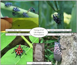 Spotted lanternfly completes one life cycle per year. Its life stages include four nymphal stages (referred to as instars), adult, and egg masses.