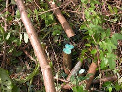 Stump Treat Stump Treat