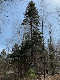 Jack Glassford, third-year apprentice, removes smaller overhanging limbs away from the line in an off-road section not accessible by truck. Jack Glassford, third-year apprentice, removes smaller overhanging limbs away from the line in an off-road section not accessible by truck.