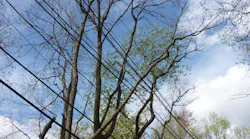 It remains difficult to determine each tree's likelihood of failure, and post-outage investigations have made it evident that not all trees exhibit outwardly visible signs of an increased likelihood of failure.