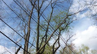 It remains difficult to determine each tree&apos;s likelihood of failure, and post-outage investigations have made it evident that not all trees exhibit outwardly visible signs of an increased likelihood of failure.
