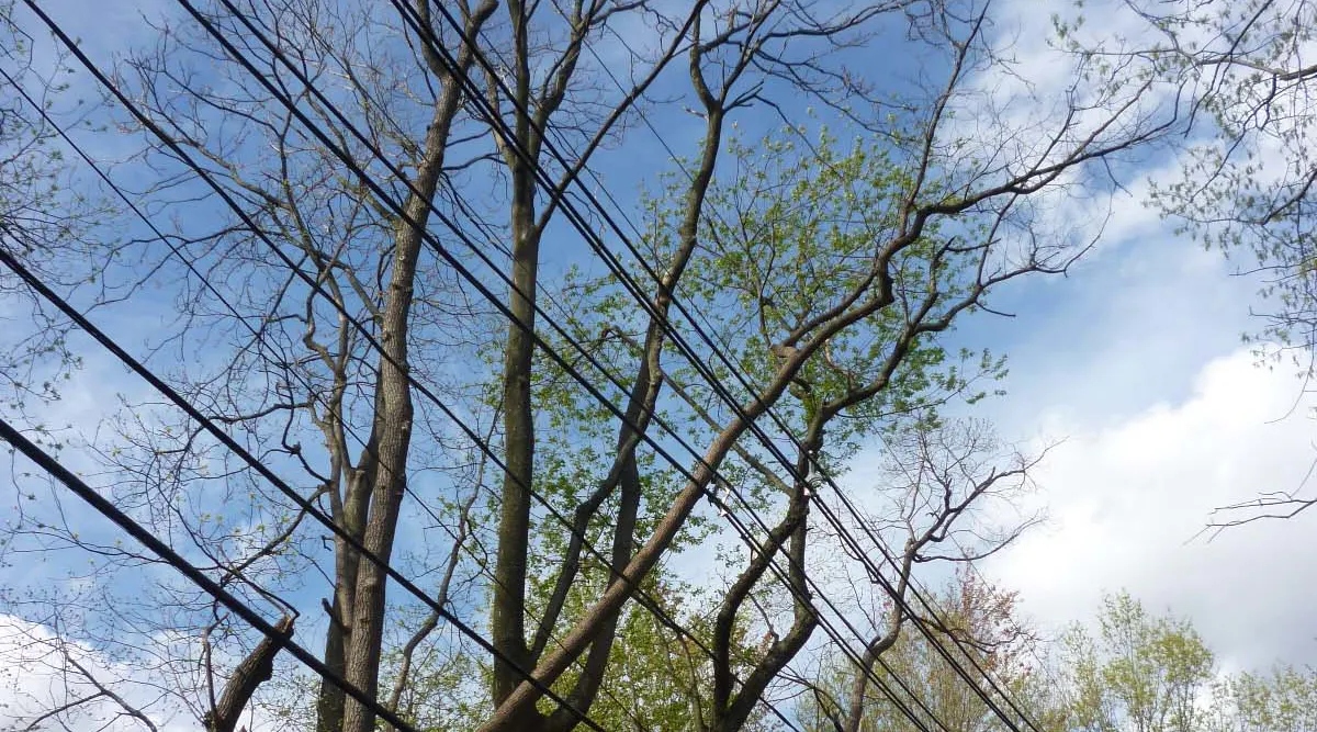 Researching Tree Failure in Electric Utility Corridors | T&D World