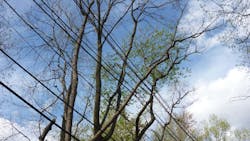 It remains difficult to determine each tree's likelihood of failure, and post-outage investigations have made it evident that not all trees exhibit outwardly visible signs of an increased likelihood of failure. It remains difficult to determine each tree's likelihood of failure, and post-outage investigations have made it evident that not all trees exhibit outwardly visible signs of an increased likelihood of failure.