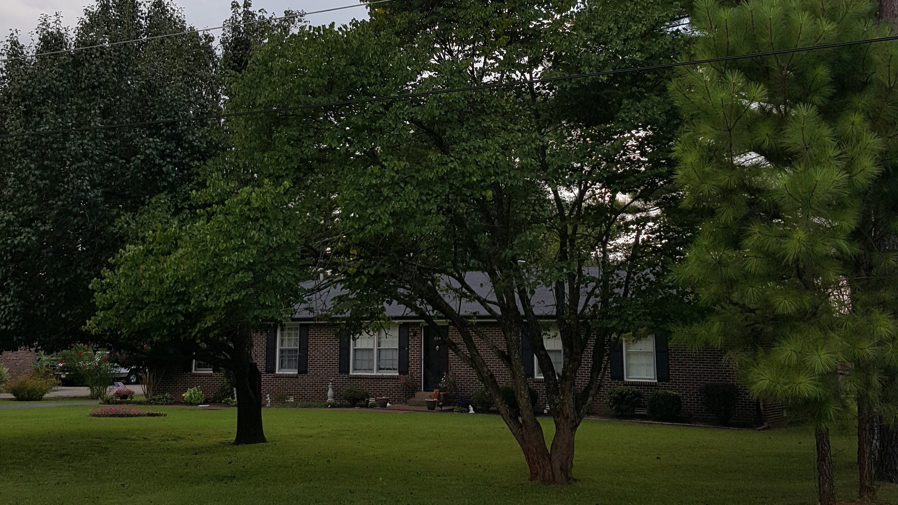 The tree to the left is a Bradford Pear treated with TGR and is holding well. The darker leaf color is indicative of TGR treatment.