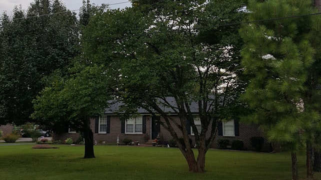 The tree to the left is a Bradford Pear treated with TGR and is holding well. The darker leaf color is indicative of TGR treatment.