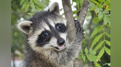 Seattle City Light in 2016 reported that a raccoon &ldquo;entered&rdquo; one of their substations early in the morning and somehow caused a disruption. The utility did not know what this nocturnal critter actually did to cause the outage, but the power was back on by 8 a.m.