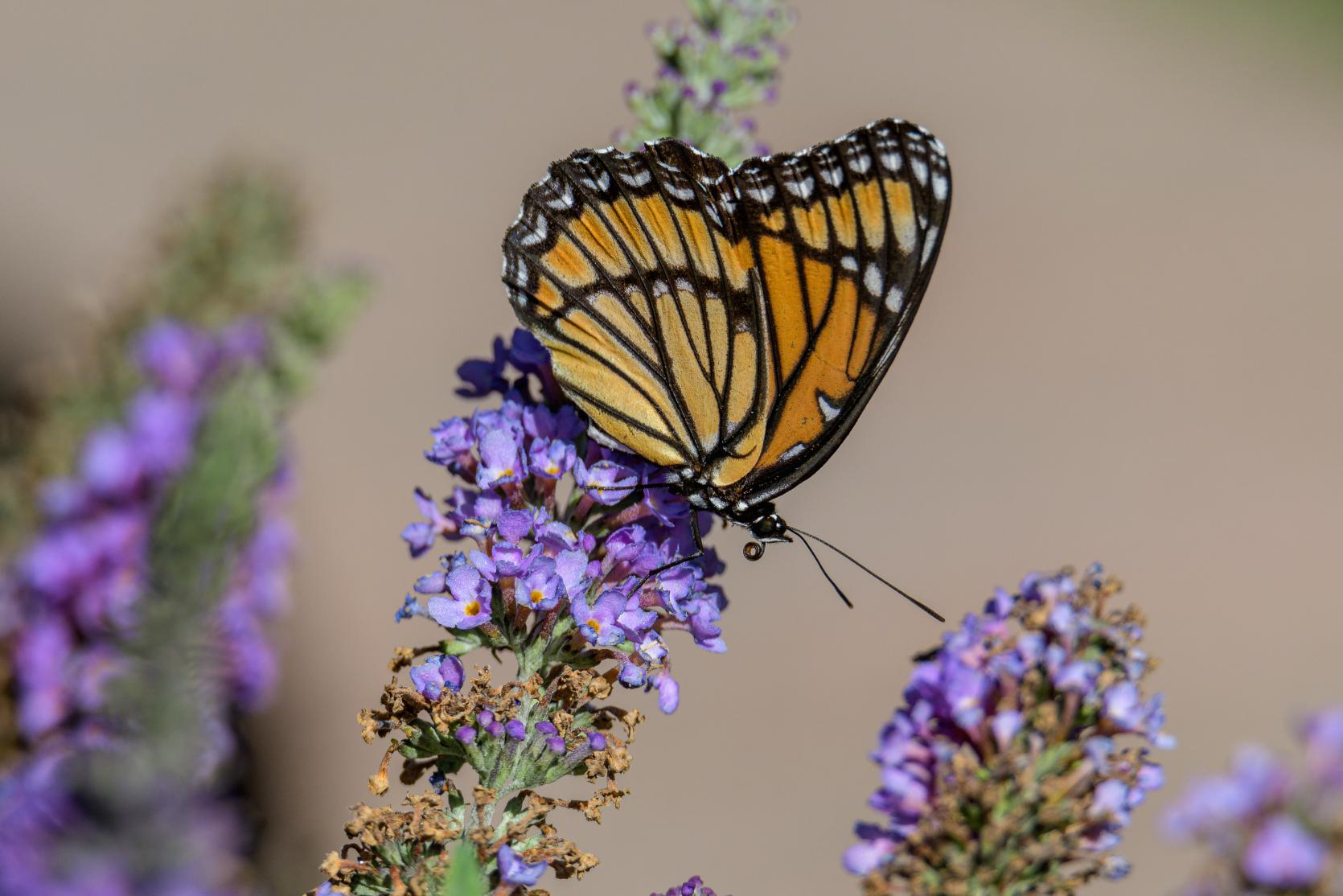 Corteva Br Aug2020 42 60956982557e8