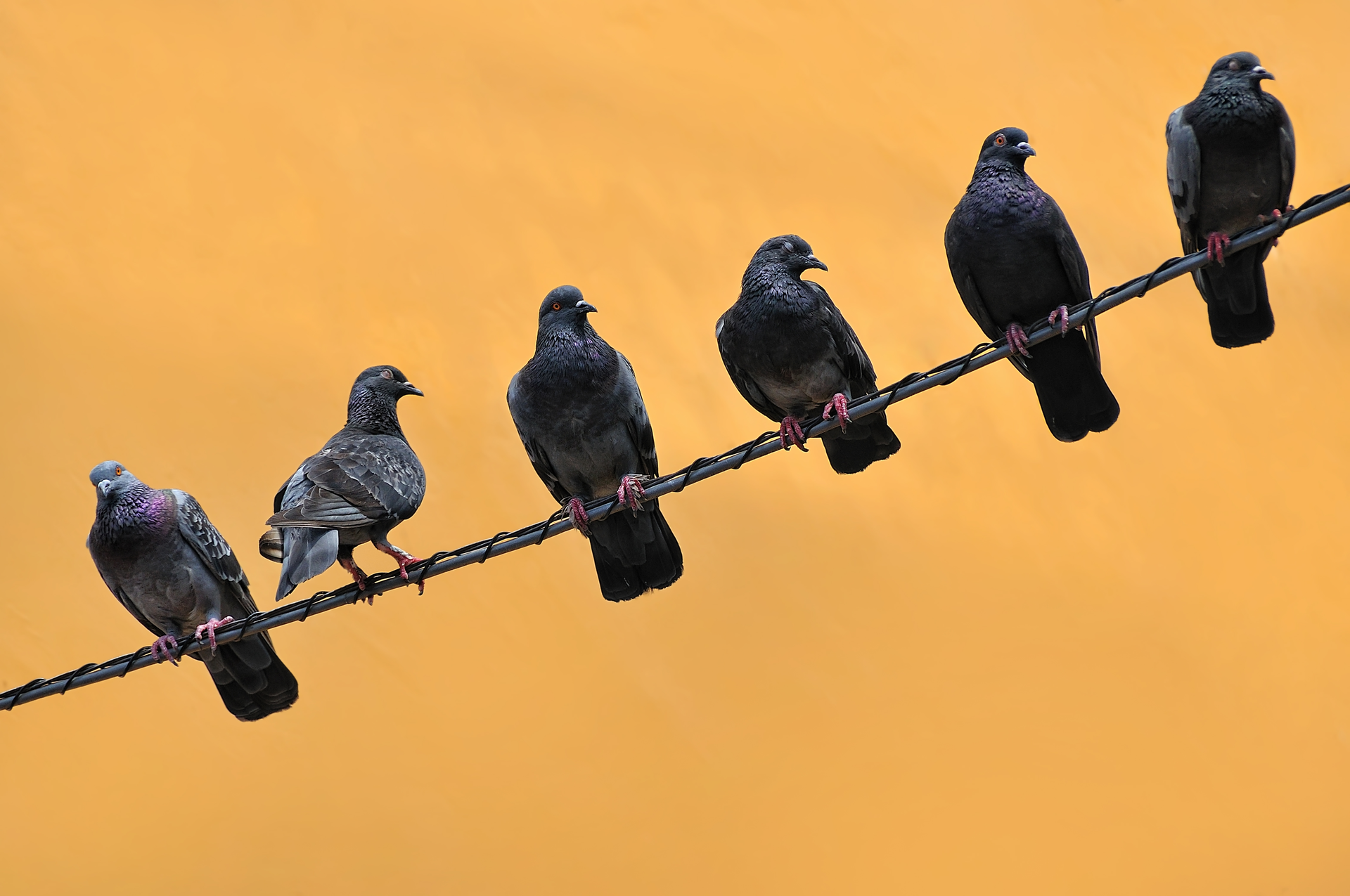 A Japanese rush hour got even worse thanks to some pigeons choosing to perch near a substation. Apparently the birds&rsquo; copious droppings piled up on sensitive equipment, causing a power outage that knocked out power to homes and traffic lights. A Chubu Electric Power Co. spokesperson said they were not aware of any other outages caused by bird poo.