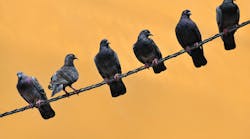 A Japanese rush hour got even worse thanks to some pigeons choosing to perch near a substation. Apparently the birds’ copious droppings piled up on sensitive equipment, causing a power outage that knocked out power to homes and traffic lights. A Chubu Electric Power Co. spokesperson said they were not aware of any other outages caused by bird poo. A Japanese rush hour got even worse thanks to some pigeons choosing to perch near a substation. Apparently the birds’ copious droppings piled up on sensitive equipment, causing a power outage that knocked out power to homes and traffic lights. A Chubu Electric Power Co. spokesperson said they were not aware of any other outages caused by bird poo.