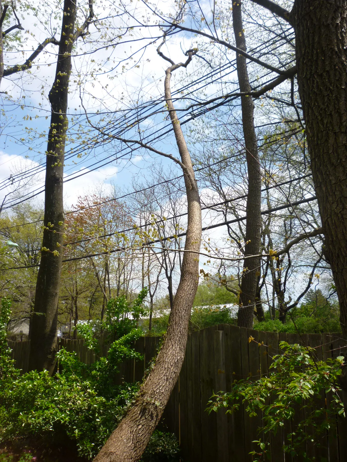 Researching Tree Failure in Electric Utility Corridors | T&D World