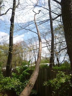 A living sassafrass tree failure on distribution line in Roselle, New Jersey. A living sassafrass tree failure on distribution line in Roselle, New Jersey.