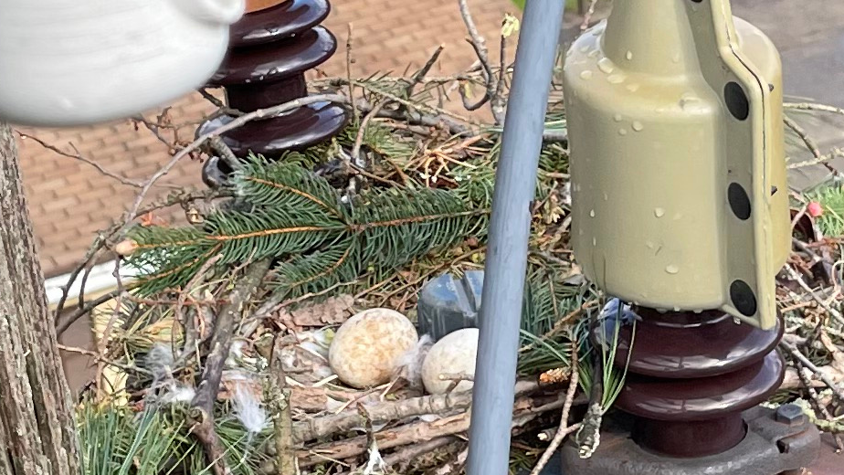 Hawk Nest Web 940x520 60cc47c321686