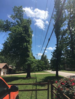 TGRs help reduce repeat visits from pruning crews. TGRs help reduce repeat visits from pruning crews.