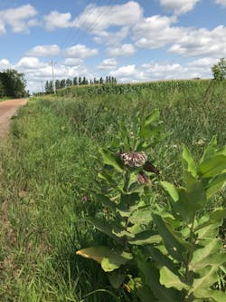 Monarch habitat is seen on Evergy's transmission ROW. Monarch habitat is seen on Evergy's transmission ROW.