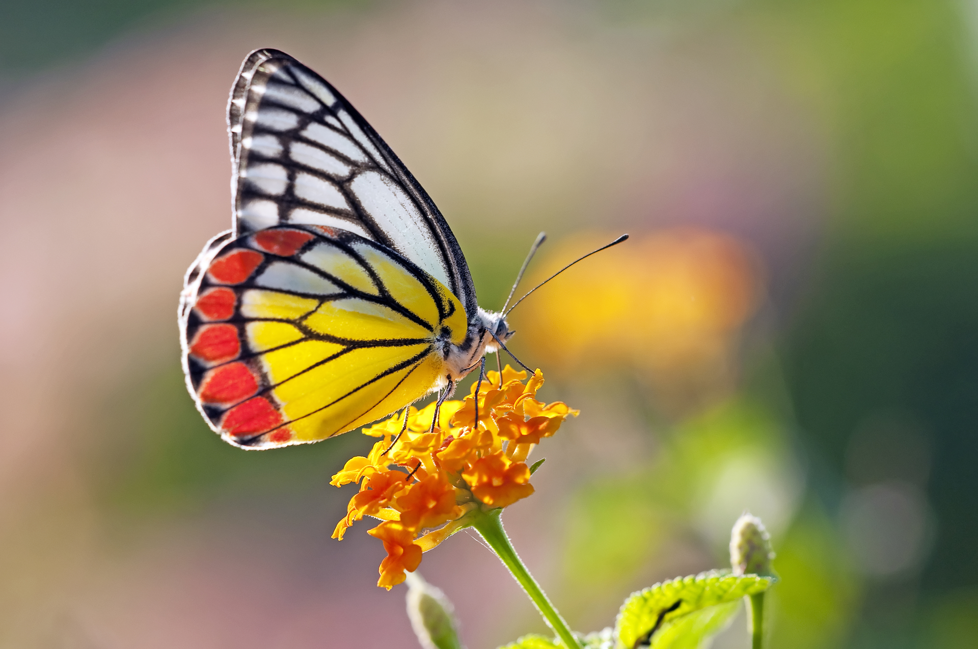 Dreamstime Xl 23417093 60be421a7451e