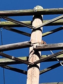 Today, any end-user with MEGA access has the ability to view GIS model data and compare it to what is seen in the field within seconds. Today, any end-user with MEGA access has the ability to view GIS model data and compare it to what is seen in the field within seconds.