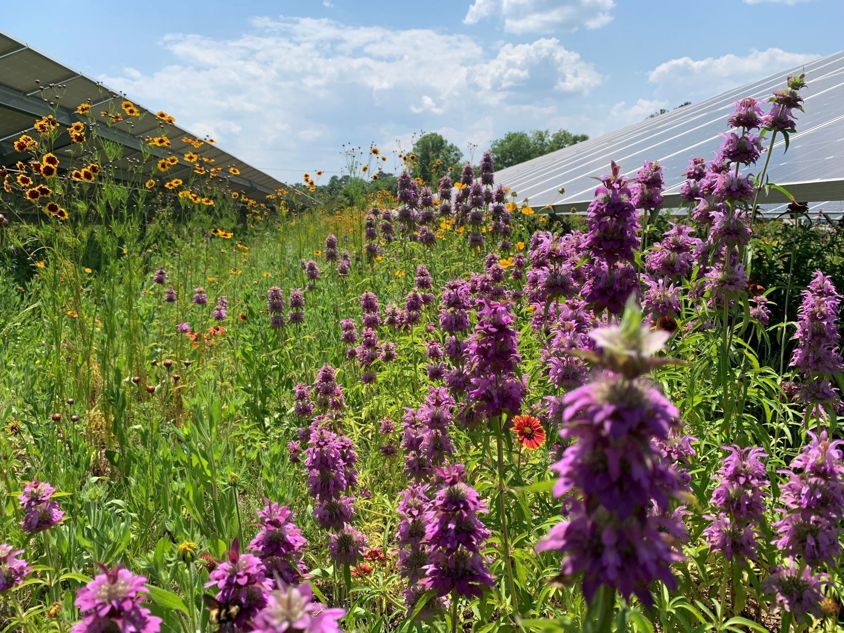 Georgia Power Solar Farm Pollinator Research 61645b9f636e0