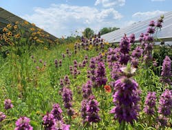 Georgia Power Solar Farm Pollinator Research 61645b9f636e0 Georgia Power Solar Farm Pollinator Research 61645b9f636e0