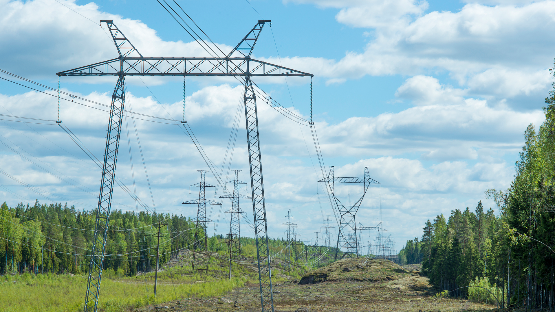 Vegetation 61e85091bab6c