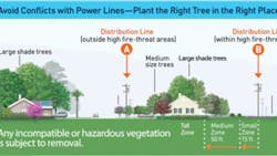 Plant Tree 622788f6817a2 Plant Tree 622788f6817a2