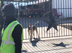 Just as we do, dogs rely on body language to express themselves and communicate, according to the AVMA. Being able to decipher dogs’ body language can provide context clues as to whether a dog is feeling stressed, frightened, or threatened. Just as we do, dogs rely on body language to express themselves and communicate, according to the AVMA. Being able to decipher dogs’ body language can provide context clues as to whether a dog is feeling stressed, frightened, or threatened.