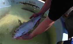 Fish Lift 2 6234ea1dd95e0 Fish Lift 2 6234ea1dd95e0