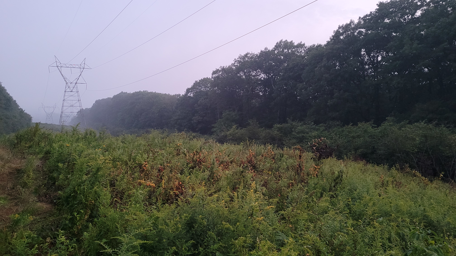 Compatible native vegetation growing on a ROW. Photograph by Todd Hagenbuch, ARBORCHEM Products.