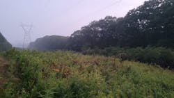 Compatible native vegetation growing on a ROW. Photograph by Todd Hagenbuch, ARBORCHEM Products. Compatible native vegetation growing on a ROW. Photograph by Todd Hagenbuch, ARBORCHEM Products.