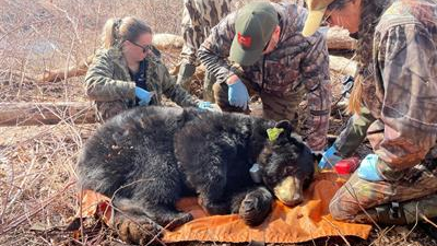 DEEP wildlife biologists examine a black bear on Eversource property in Avon.