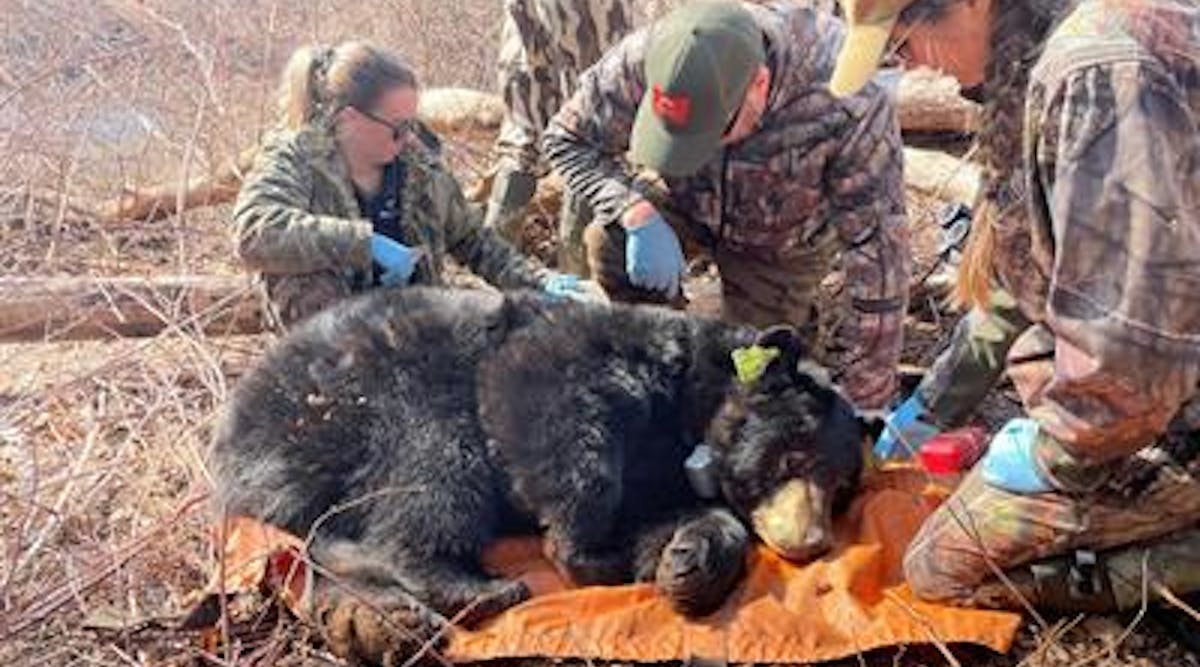 DEEP wildlife biologists examine a black bear on Eversource property in Avon.