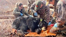 DEEP wildlife biologists examine a black bear on Eversource property in Avon. DEEP wildlife biologists examine a black bear on Eversource property in Avon.