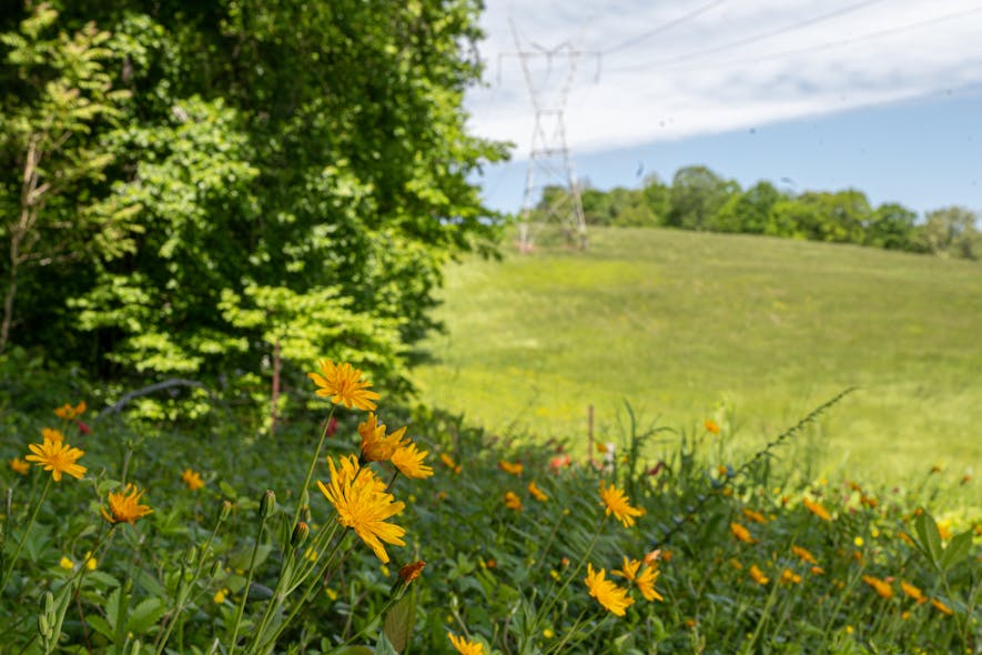 Blooms on rights-of-way provide foraging for many pollinator species. This is a direct benefit of integrated vegetation management and responsible land stewardship.