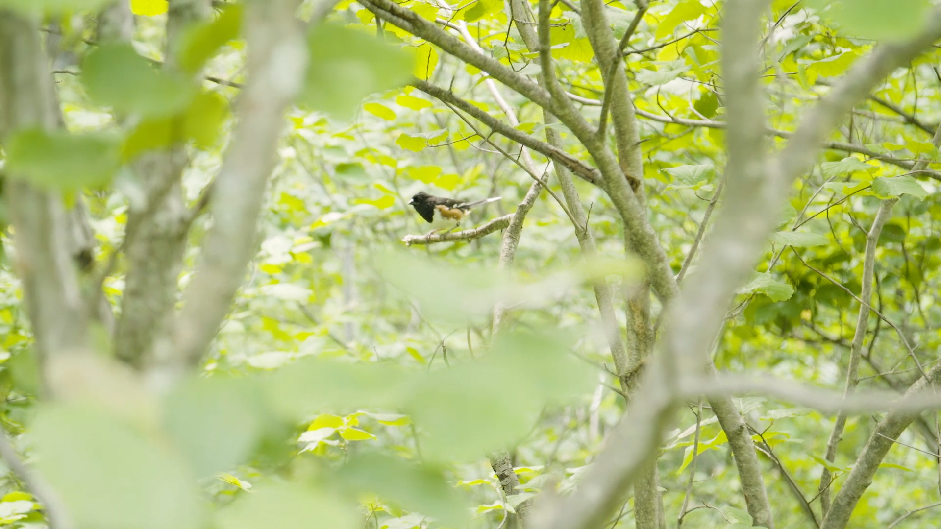 Cavm9 Vegm062 Video06 Brad Ross Sg01 625eced09d5c9