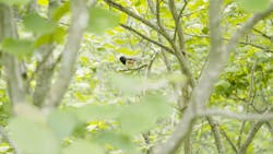 Sites managed with herbicides on State Game Lands 33 supported breeding bird communities in terms of productivity and nesting success. Sites managed with herbicides on State Game Lands 33 supported breeding bird communities in terms of productivity and nesting success.