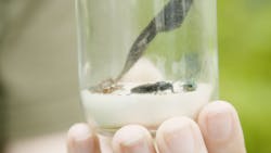 Data regarding ground beetle populations and diversity on State Game Lands 33 is expected to be summarized and published in 2022. Data regarding ground beetle populations and diversity on State Game Lands 33 is expected to be summarized and published in 2022.