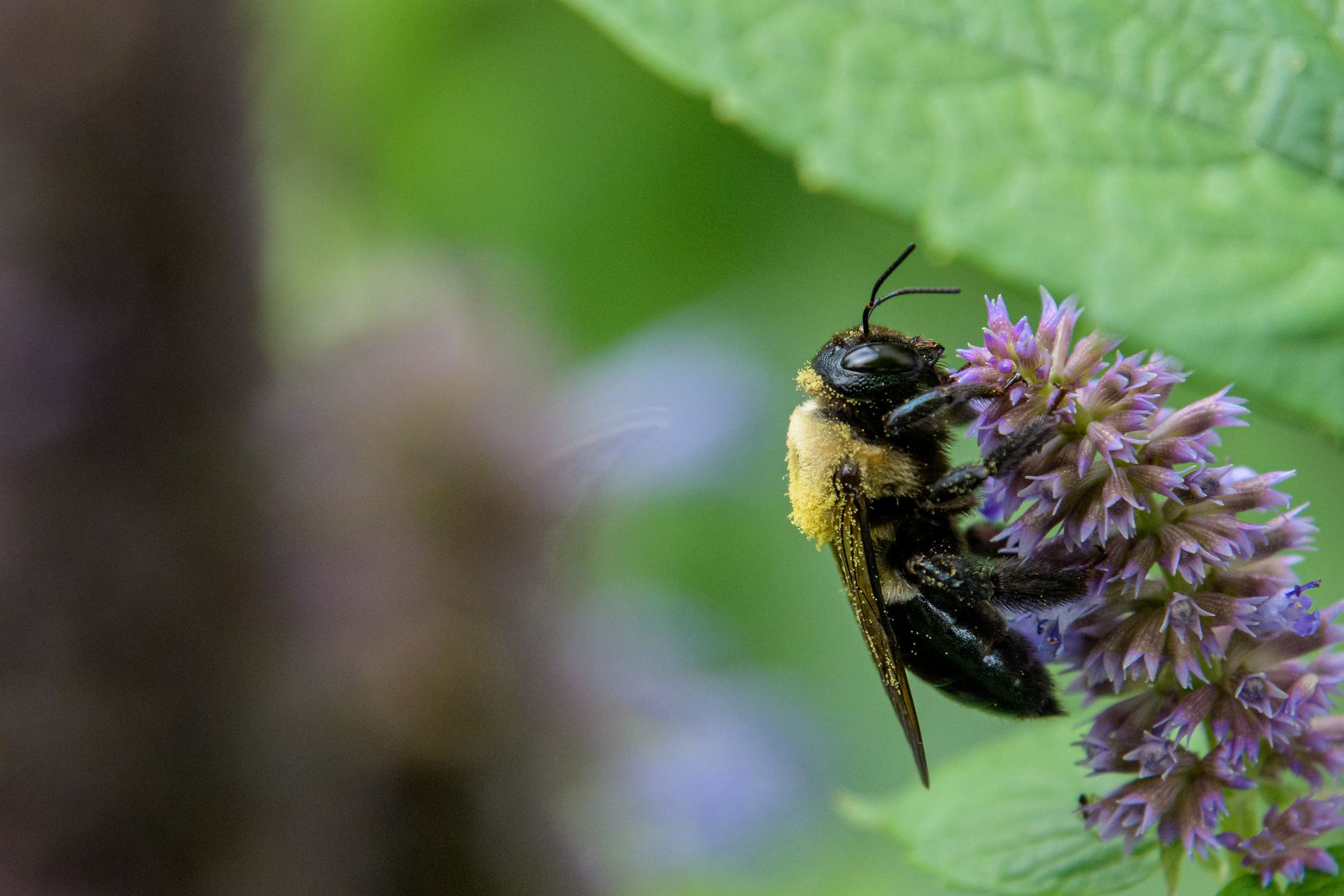 Mowing plots on State Game Lands 33 featured a lower abundance and taxa richness of bees than most plots treated with herbicide applications.