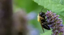 Mowing plots on State Game Lands 33 featured a lower abundance and taxa richness of bees than most plots treated with herbicide applications.