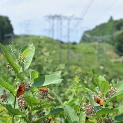 A happy Lepidoptera is shown on National Grid’s Washington D.C. line. A happy Lepidoptera is shown on National Grid’s Washington D.C. line.