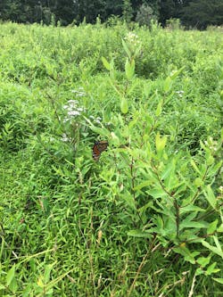 A monarch butterfly feeds on a milkweed plant on a ROW on State Game Lands 33 property in Pennsylvania. Photograph by Stephen Hilbert, Asplundh Tree Expert, LLC. A monarch butterfly feeds on a milkweed plant on a ROW on State Game Lands 33 property in Pennsylvania. Photograph by Stephen Hilbert, Asplundh Tree Expert, LLC.