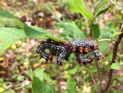 Caterpillars feed on a perennial plant on a ROW on State Game Lands 33 property in Pennsylvania. Photograph by Stephen Hilbert, Asplundh Tree Expert, LLC. Caterpillars feed on a perennial plant on a ROW on State Game Lands 33 property in Pennsylvania. Photograph by Stephen Hilbert, Asplundh Tree Expert, LLC.