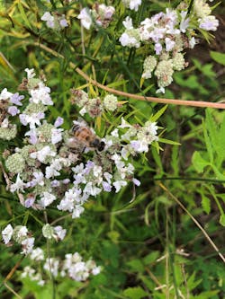 A bee on a native compatible plant on the ROW at the State Game Lands 33 property in Pennsylvania. Photograph by Stephen Hilbert, Asplundh Tree Expert, LLC. A bee on a native compatible plant on the ROW at the State Game Lands 33 property in Pennsylvania. Photograph by Stephen Hilbert, Asplundh Tree Expert, LLC.
