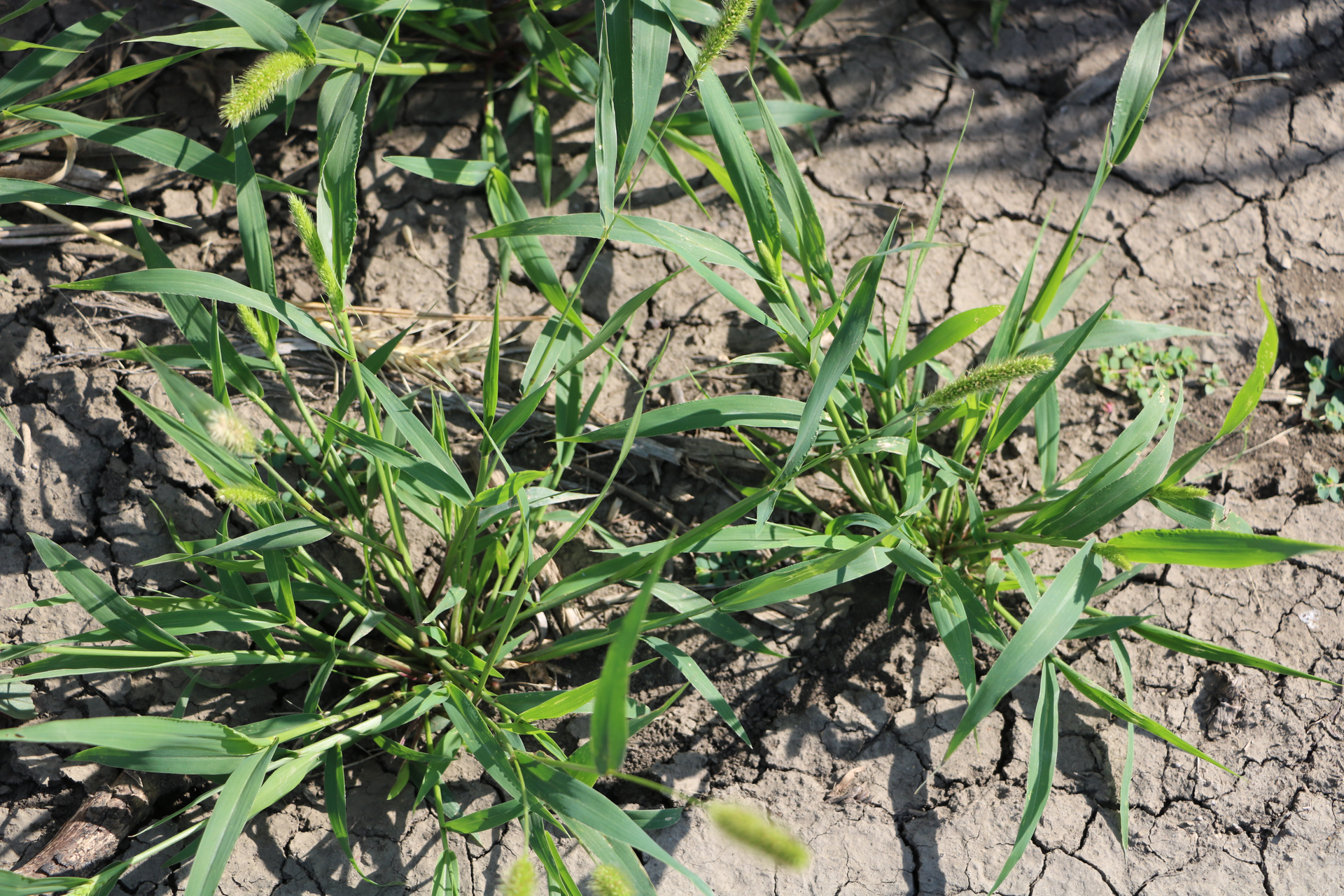 Img 5019 Green Foxtail 625ec98e5c520