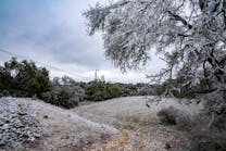During last year&rsquo;s Winter Storm Uri, ice covered vegetation in PEC&rsquo;s service territory in Texas.