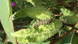 Pollinators Utility Ro Ws Final 1 Pollinators Utility Ro Ws Final 1