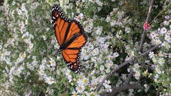 Pollinators Utility Ro Ws Final 2 Pollinators Utility Ro Ws Final 2